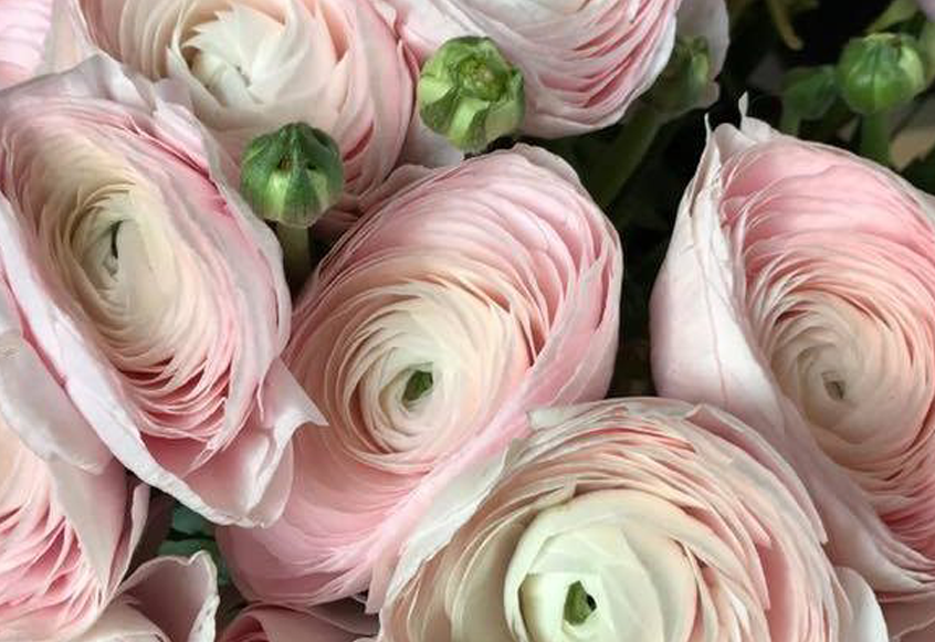 "I'd rather have roses on my table than diamonds on my neck."